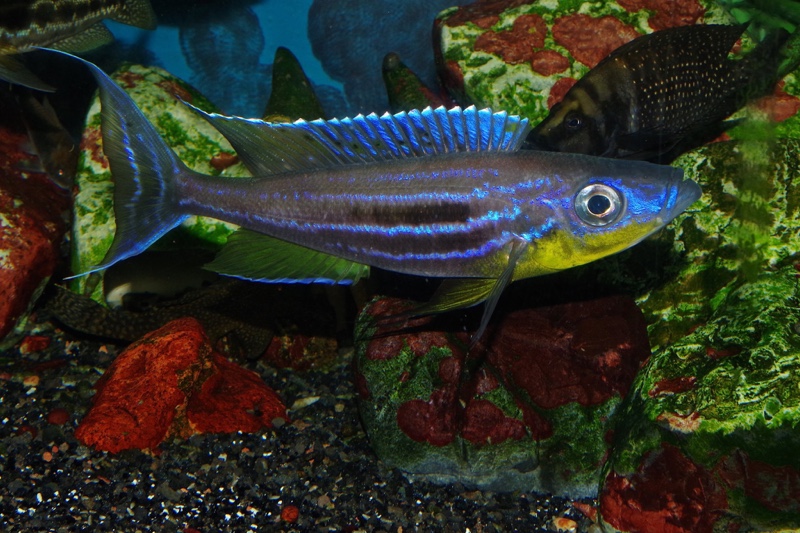 Benthochromis horii 'Kigoma'